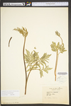 Botrychium dissectum
