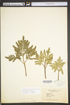 Botrychium dissectum