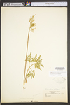 Botrychium dissectum