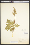 Botrychium dissectum