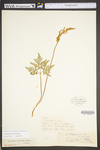 Botrychium dissectum