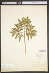 Botrychium dissectum