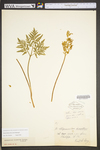 Botrychium dissectum
