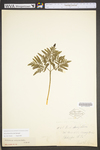 Botrychium dissectum
