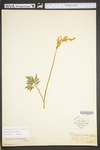 Botrychium dissectum