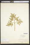 Botrychium dissectum