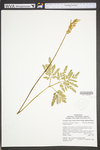 Botrychium dissectum