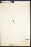 Botrychium lanceolatum var. angustisegmentum