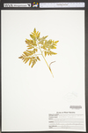 Botrychium oneidense