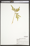 Botrychium oneidense