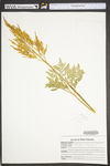 Botrychium oneidense