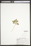 Botrychium oneidense