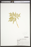 Botrychium oneidense