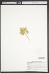 Botrychium oneidense