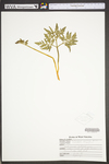 Botrychium oneidense