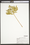 Botrychium virginianum