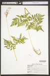 Botrychium virginianum