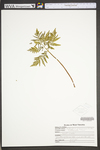 Botrychium virginianum