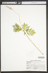 Botrychium virginianum