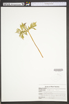 Botrychium virginianum