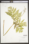 Botrychium virginianum