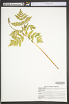 Botrychium virginianum