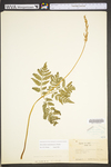 Botrychium virginianum