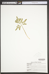Botrychium oneidense