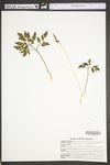 Botrychium oneidense