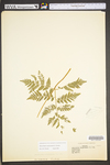Botrychium virginianum