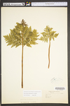 Botrychium virginianum