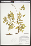 Botrychium virginianum