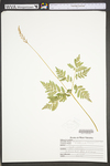 Botrychium virginianum