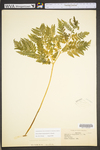 Botrychium virginianum
