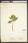 Botrychium virginianum