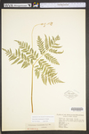 Botrychium virginianum