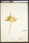 Botrychium virginianum