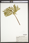Botrychium virginianum