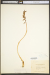 Corallorhiza wisteriana