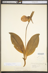 Cypripedium acaule