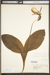 Cypripedium acaule