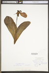 Cypripedium acaule