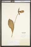 Cypripedium acaule