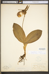 Cypripedium acaule