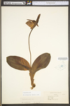 Cypripedium acaule