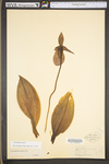 Cypripedium acaule