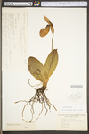 Cypripedium acaule