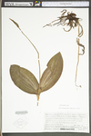 Cypripedium acaule