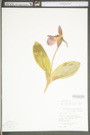 Cypripedium acaule