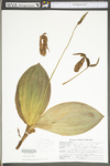 Cypripedium acaule